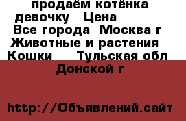 продаём котёнка девочку › Цена ­ 6 500 - Все города, Москва г. Животные и растения » Кошки   . Тульская обл.,Донской г.